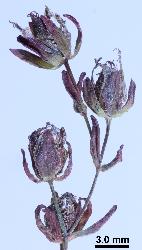 Hypericum humifusum inflorescence.
 © Landcare Research 2010 